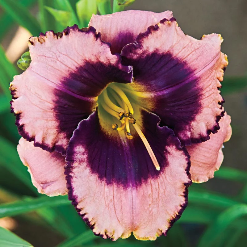 Reblooming Daylily Classic Collection - Image 6