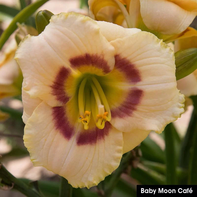 Reblooming Daylily Collection - Image 2