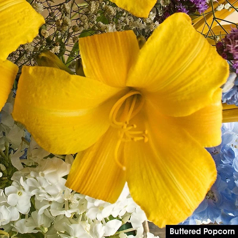 Reblooming Daylily Collection - Image 3