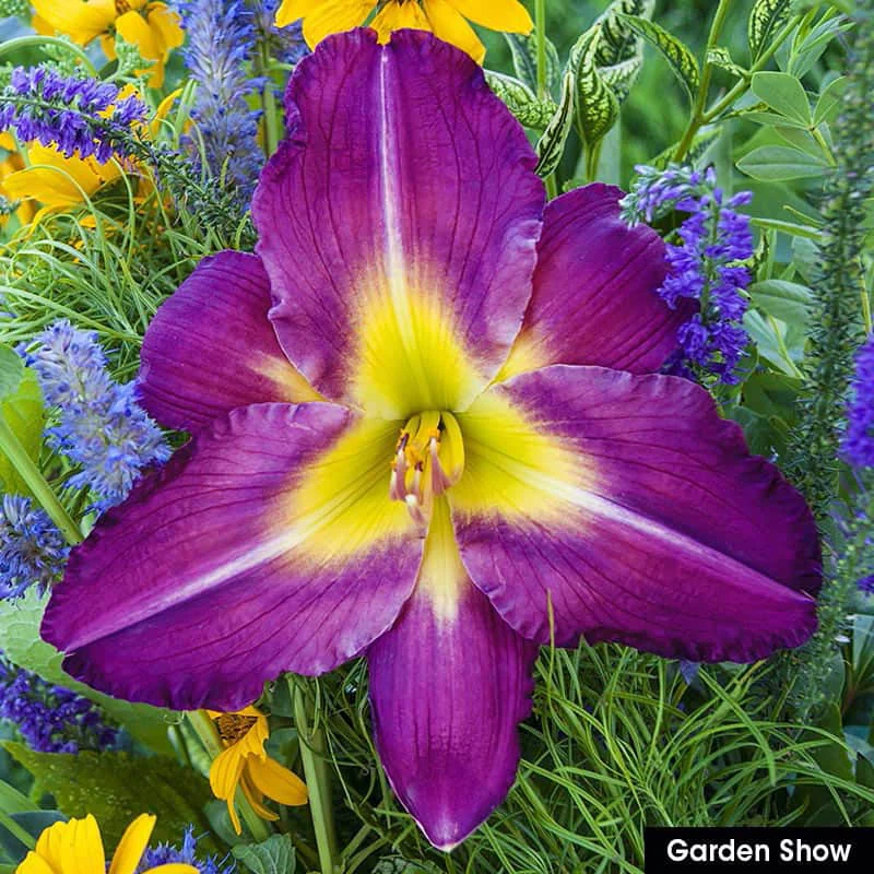 Reblooming Daylily Collection - Image 4