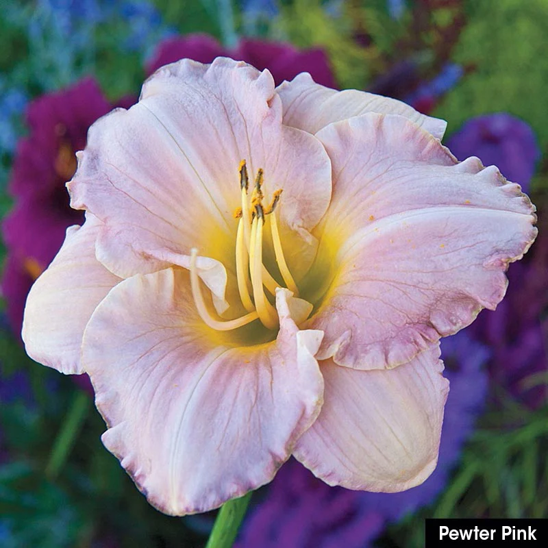 Reblooming Daylily Collection - Image 5