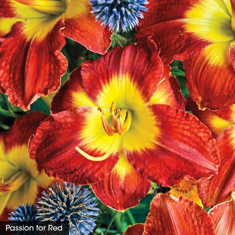 Summer Solstice Reblooming Daylily Collection - Image 2