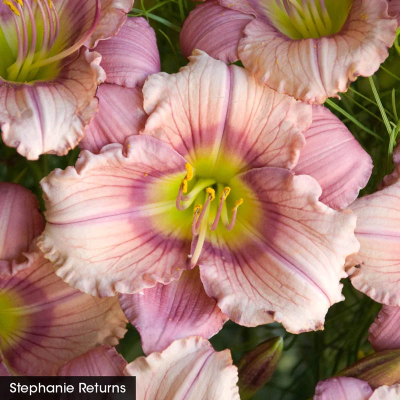 Summer Solstice Reblooming Daylily Collection - Image 3