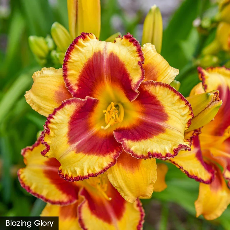 Summer Solstice Reblooming Daylily Collection - Image 4