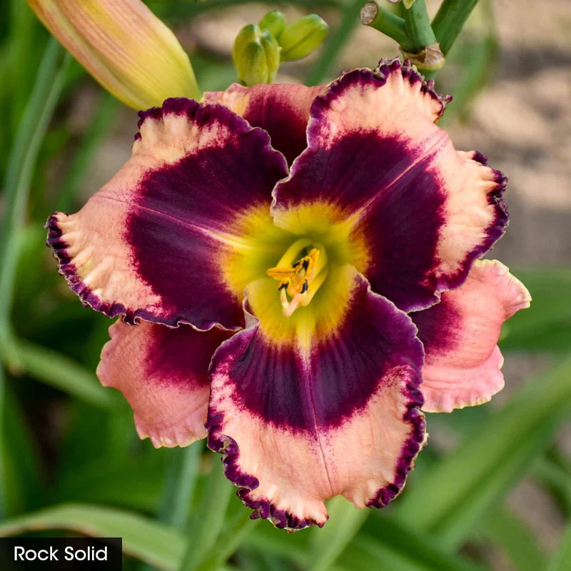 Summer Solstice Reblooming Daylily Collection - Image 5