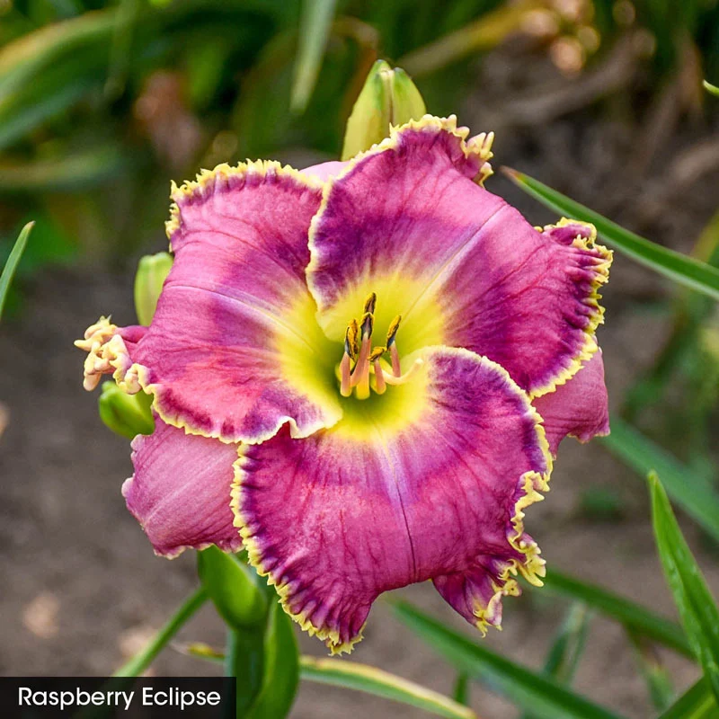 Summer Solstice Reblooming Daylily Collection - Image 6