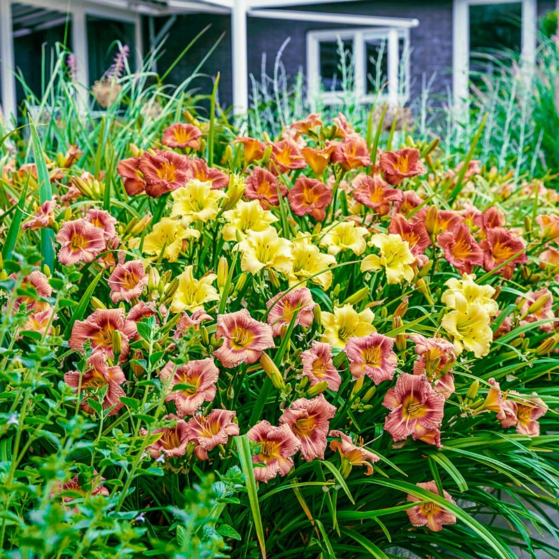 Reblooming Daylily Mix