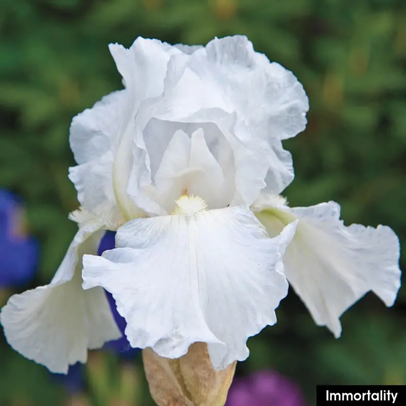Reblooming Iris Collection - Image 2