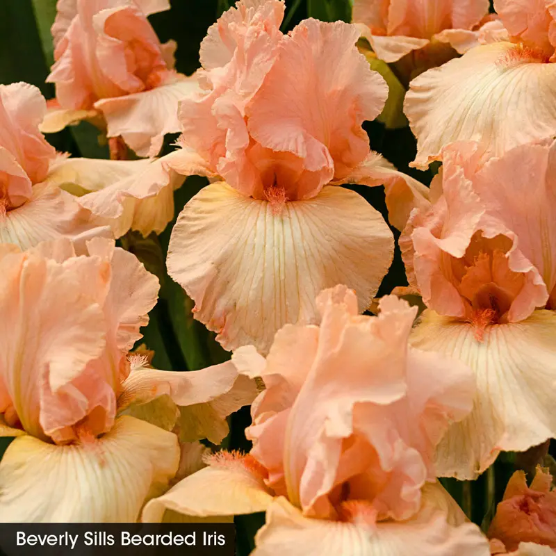 Reblooming Iris Collection - Image 3