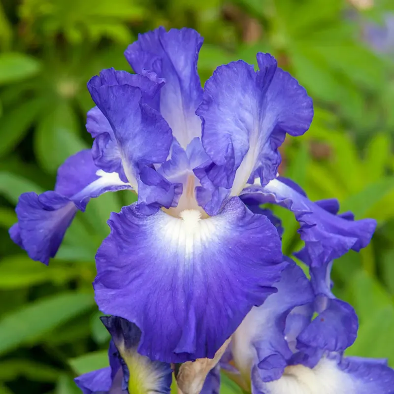 Reblooming Iris Collection - Image 4