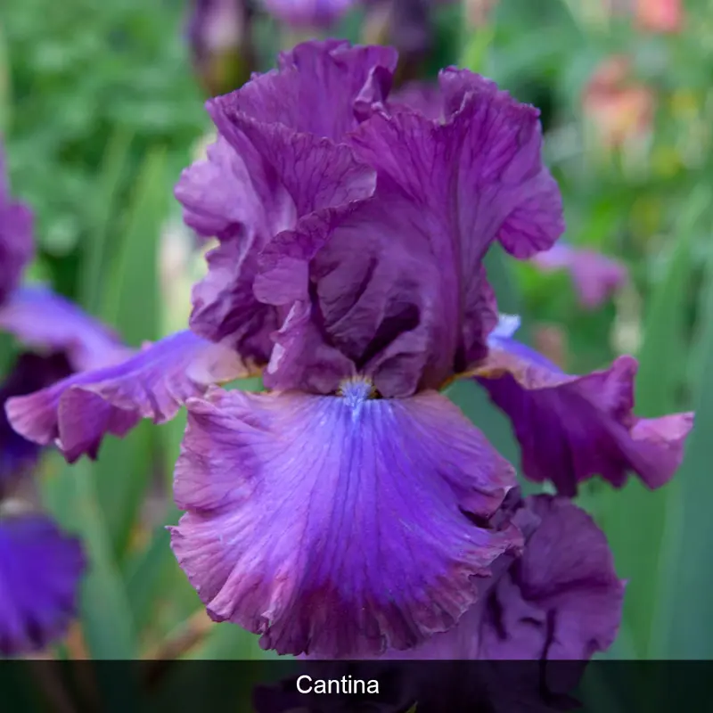 Reblooming Iris Collection - Image 5