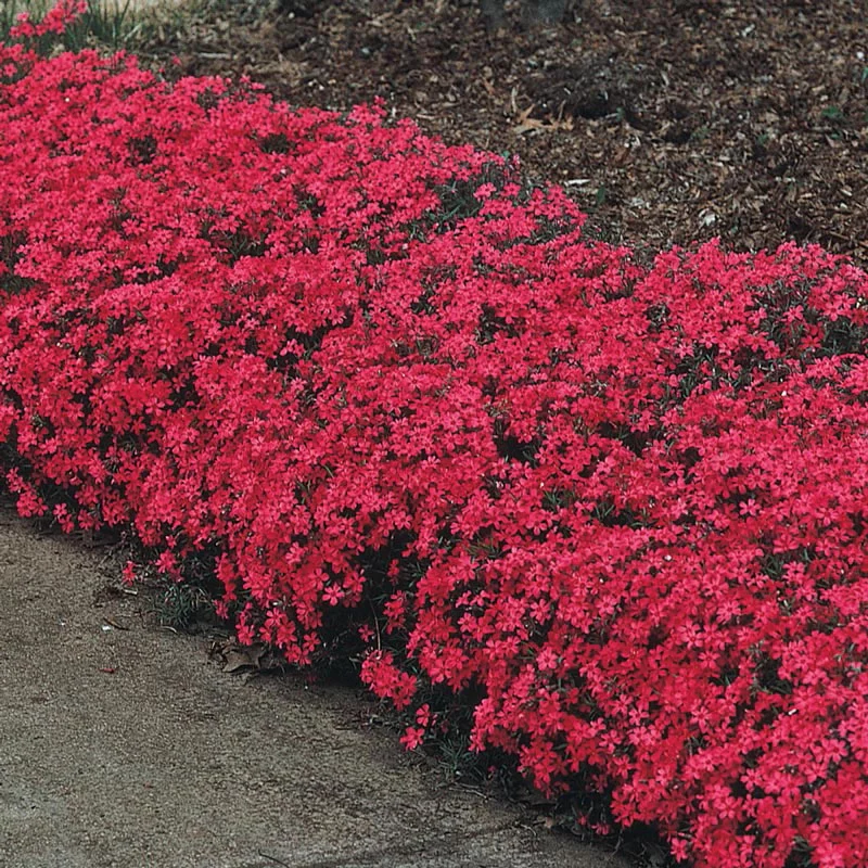 Red Wings Carpet Phlox