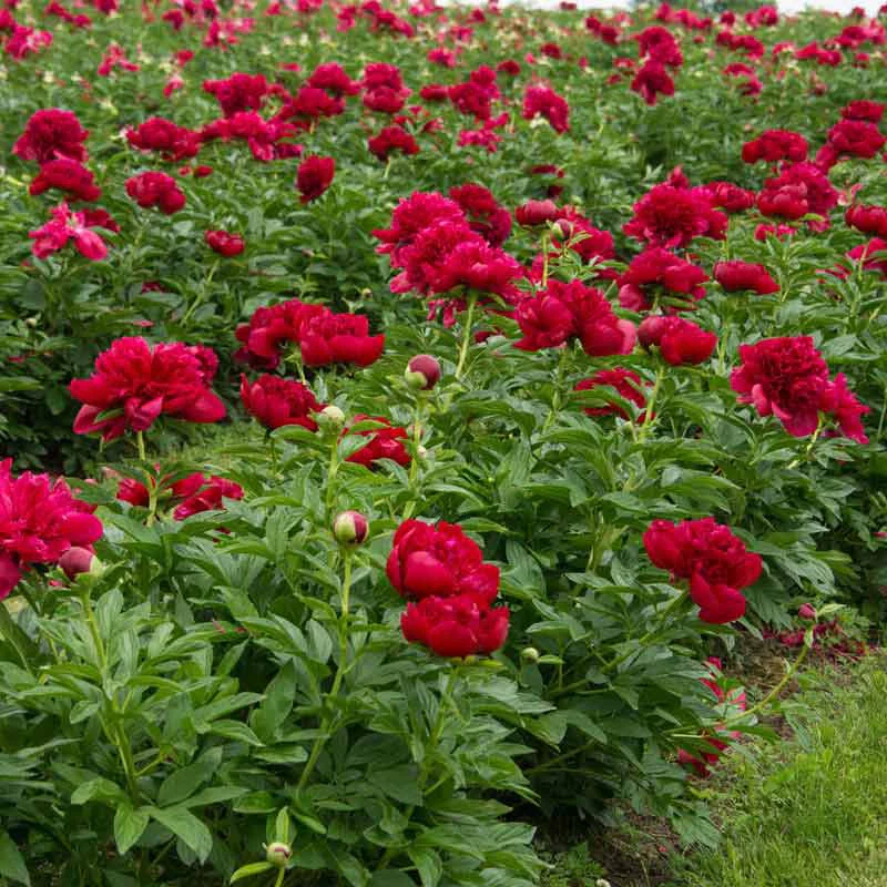 Red Charm Peony - Image 2