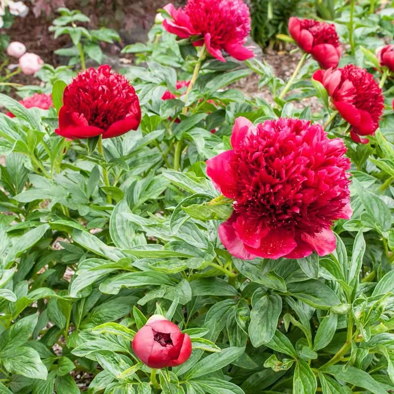 Red Charm Peony - Image 3