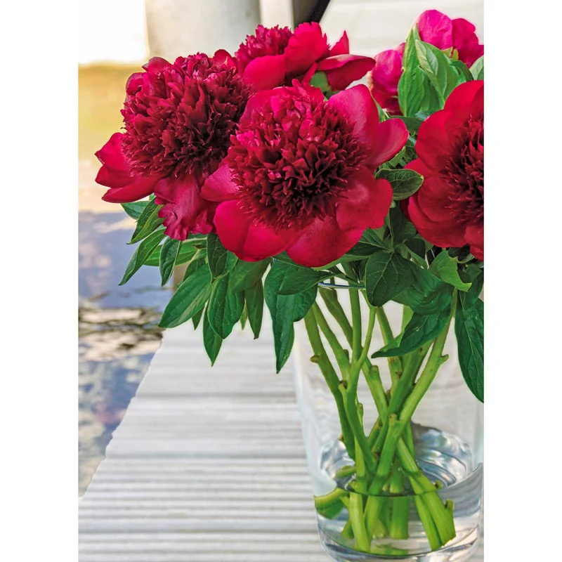 Red Charm Peony - Image 4