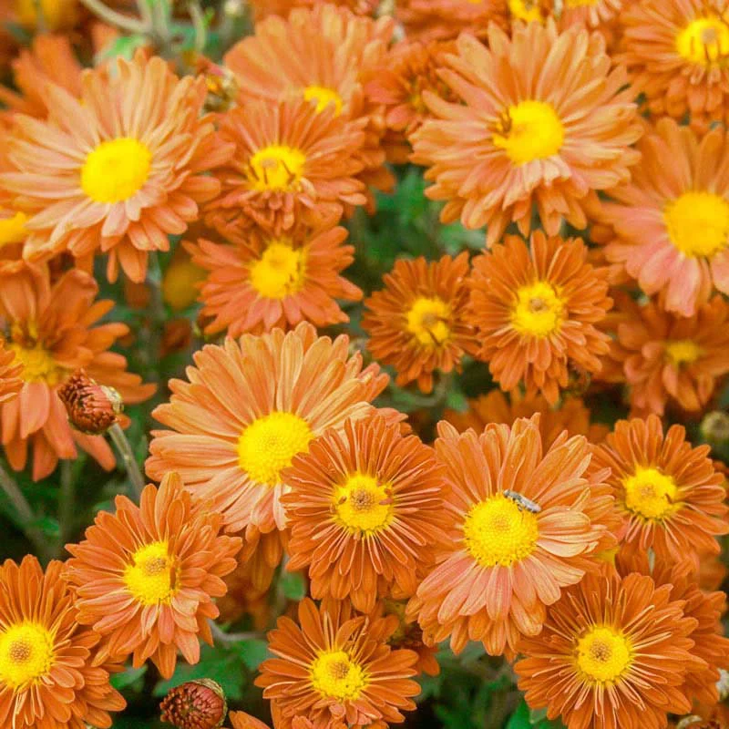 Mammoth Mums Collection - Image 2