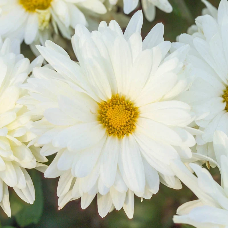 Mammoth Mums Collection - Image 3