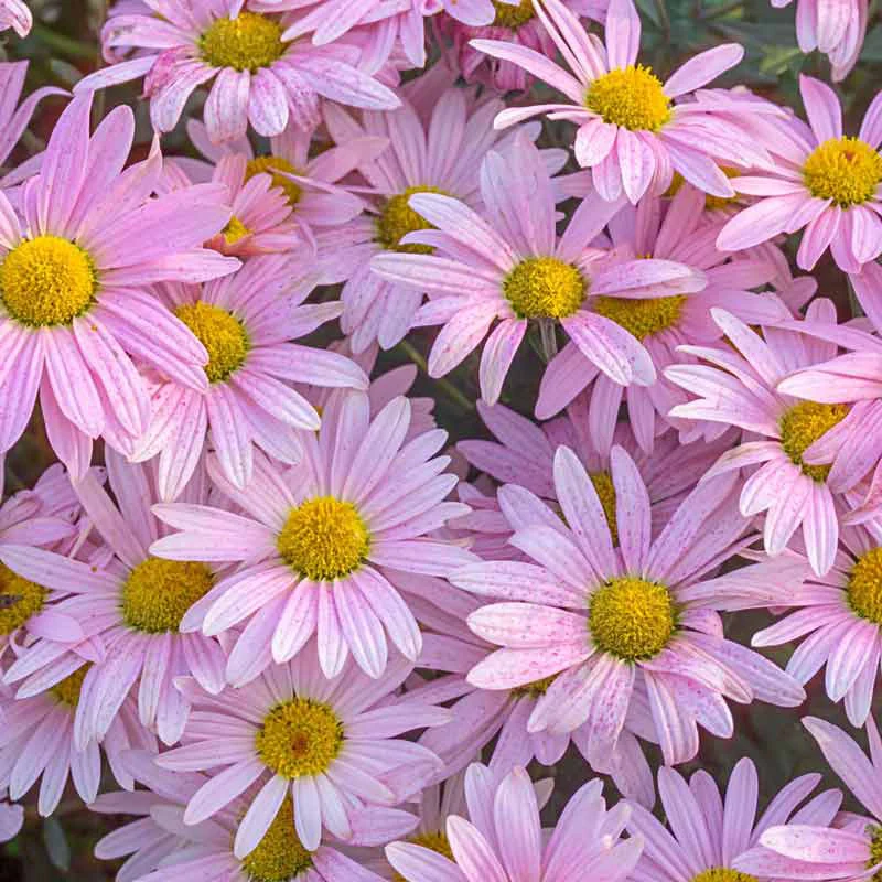 Mammoth Mums Collection - Image 4