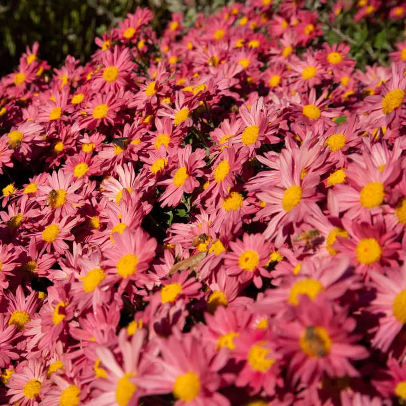 Mammoth Mums Collection - Image 5