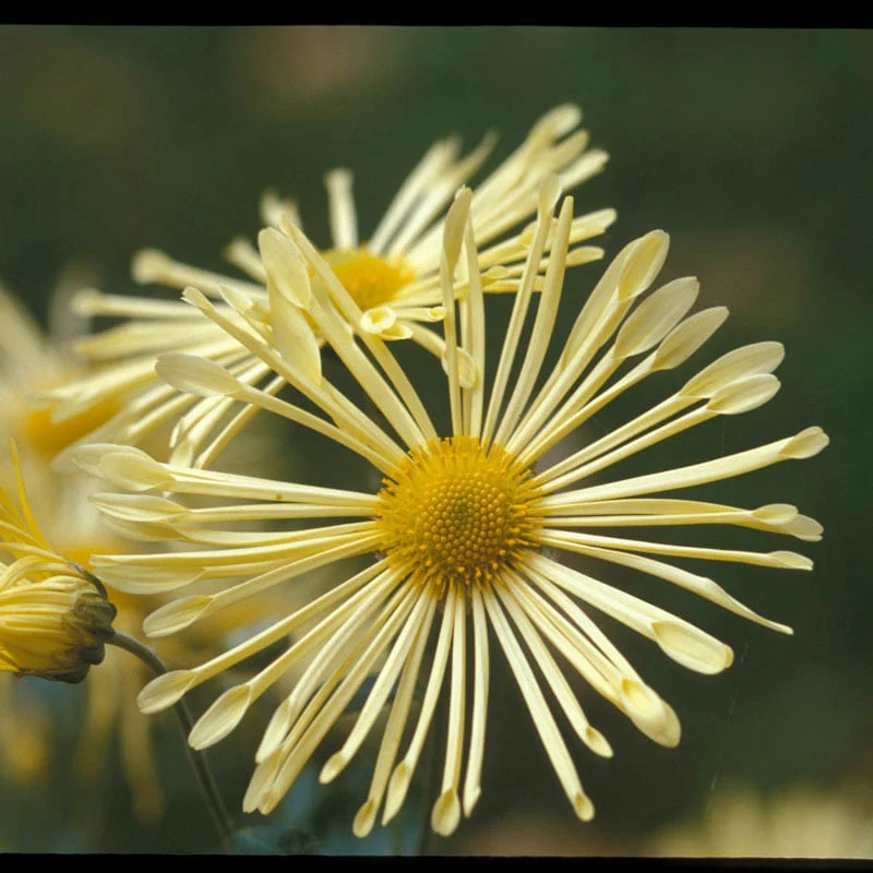 Mammoth Mums Collection - Image 7