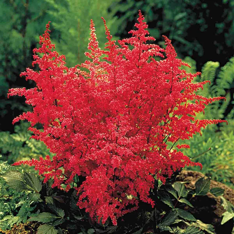 Red Fanal Astilbe