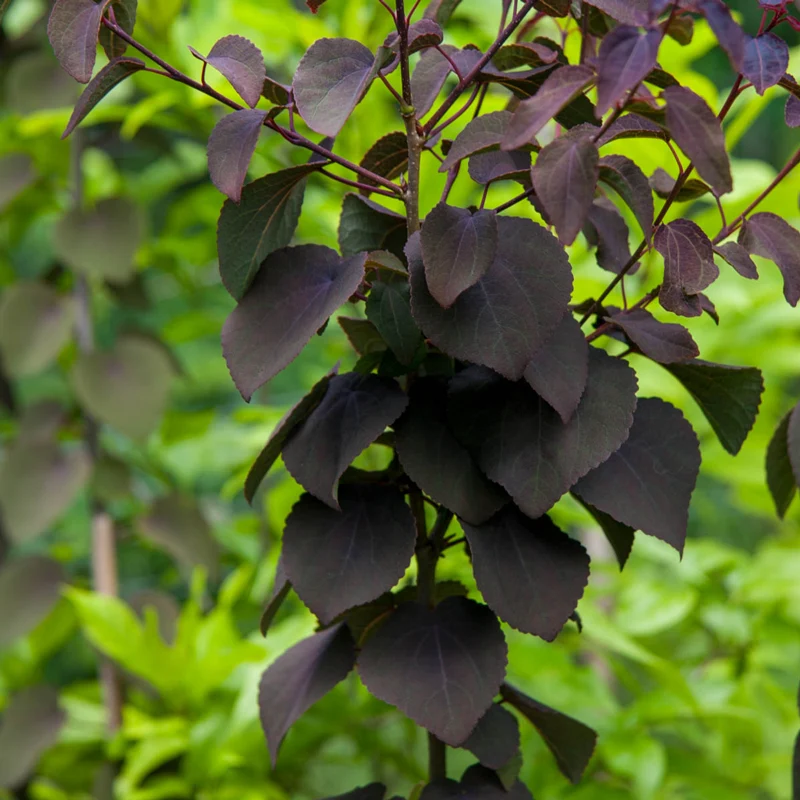 Red Fox Katsura Tree - Image 2