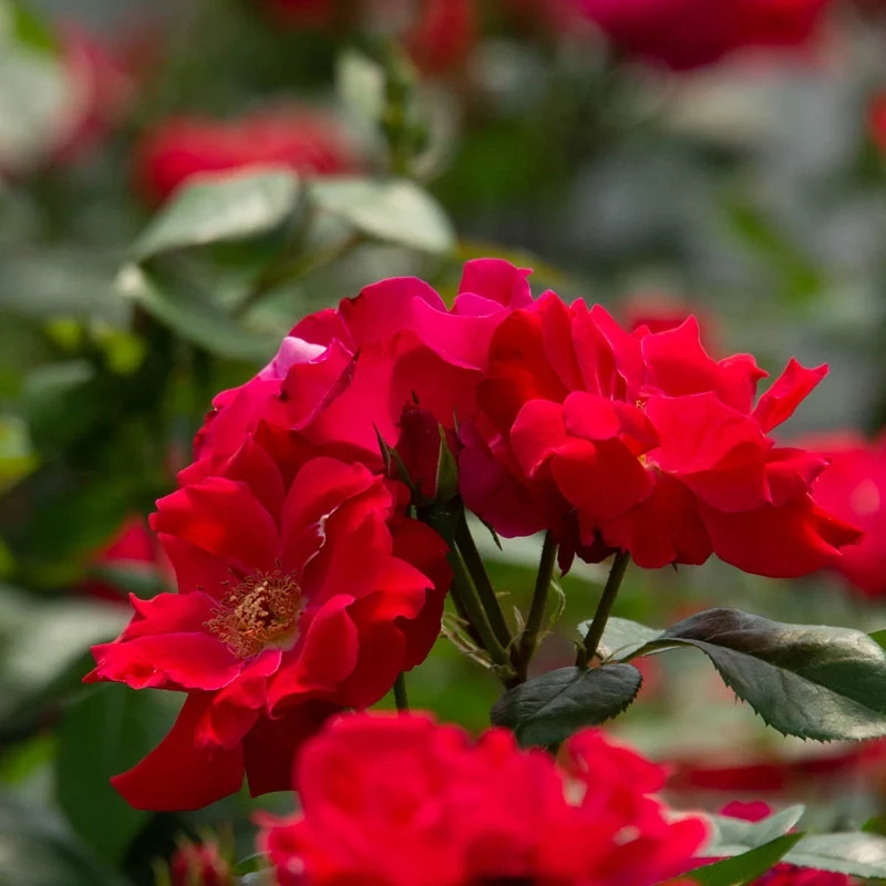 Red Freedom Rose - Image 3