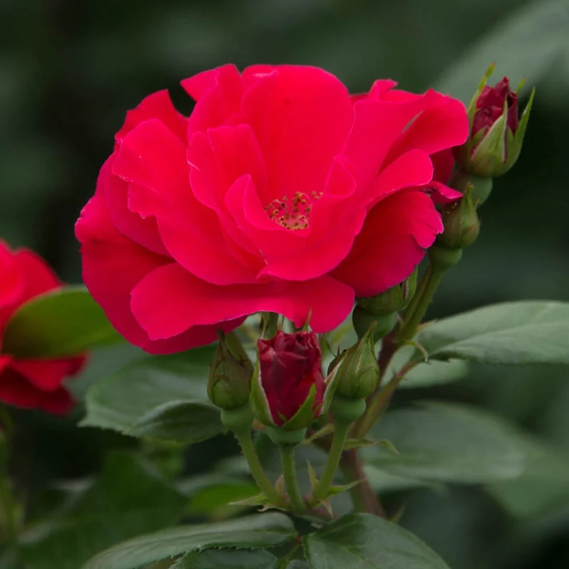 Red Freedom Rose - Image 4