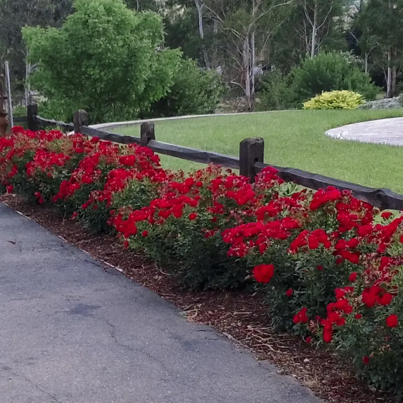 Red Freedom Rose - Image 5