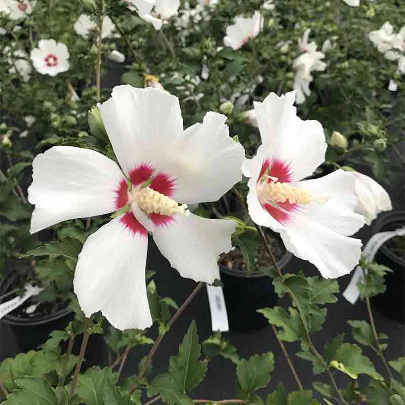 Red Heart Hardy Hibiscus Standard - Image 2