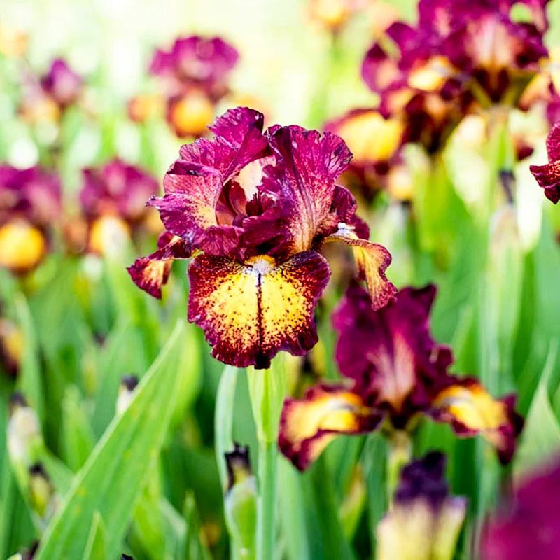 Red Hot Chili Reblooming Iris - Image 2