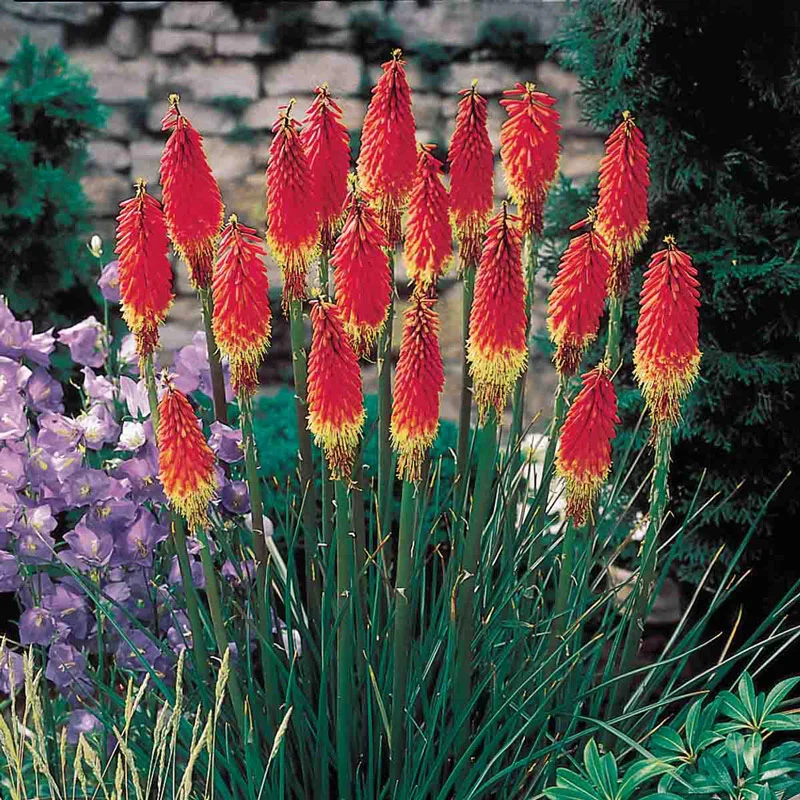 Red Hot Poker