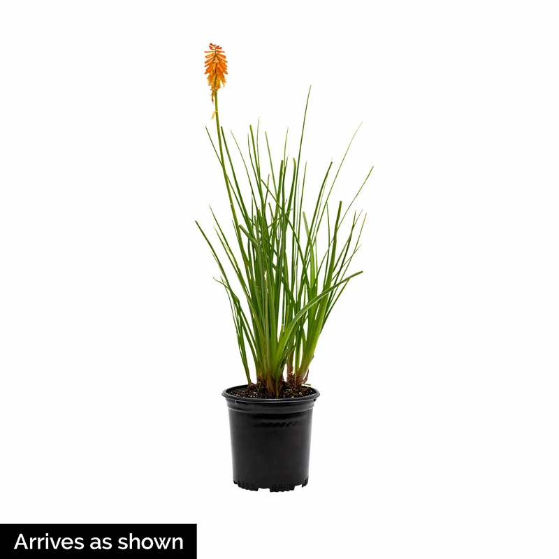 Red Hot Poker - Image 2