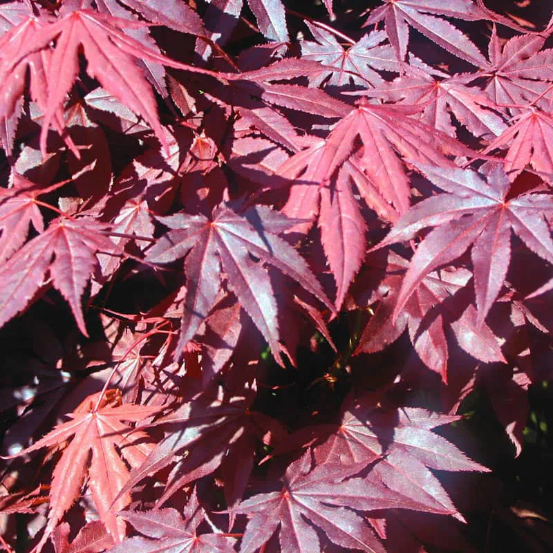 Red Japanese Maple Tree - Image 2