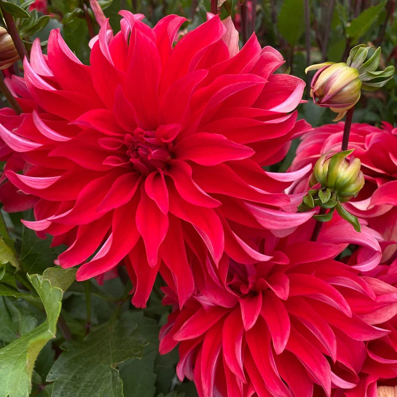 Red Labyrinth Dahlia