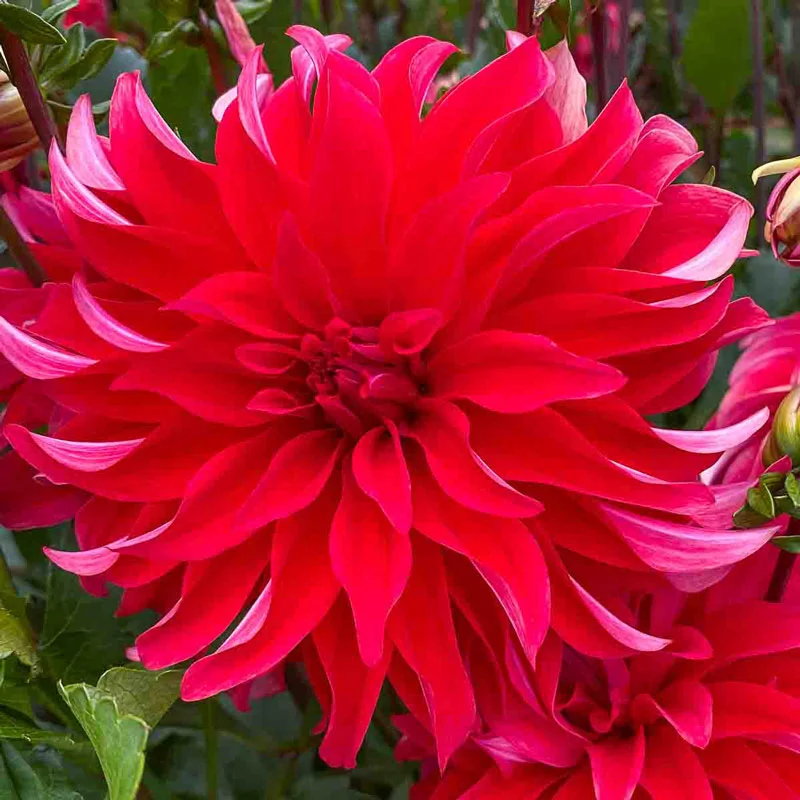 Red Labyrinth Dahlia - Image 2