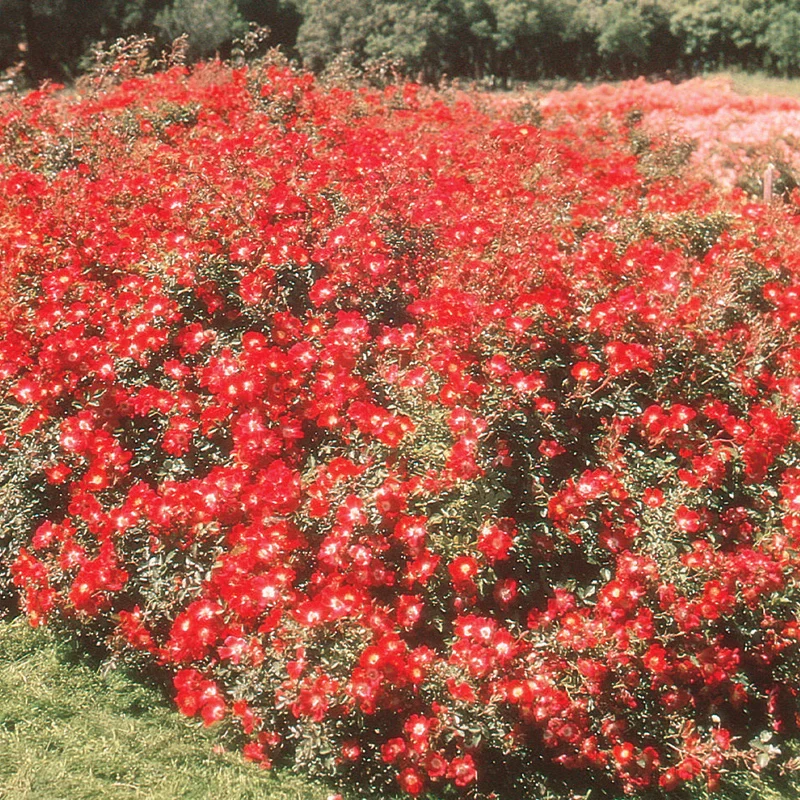 Red Meidiland® Groundcover Rose - Image 2