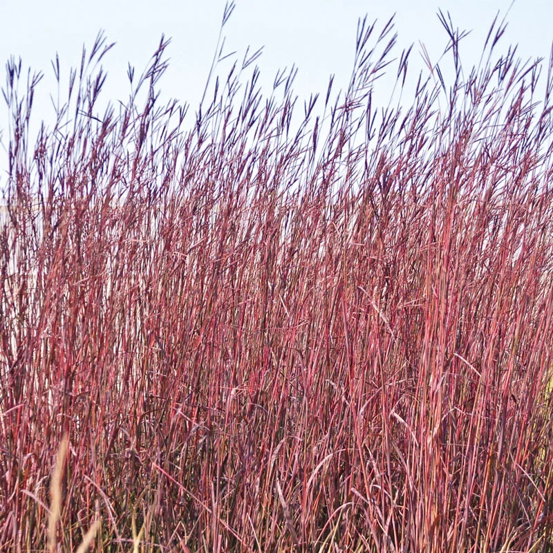 Red October Big Bluestem