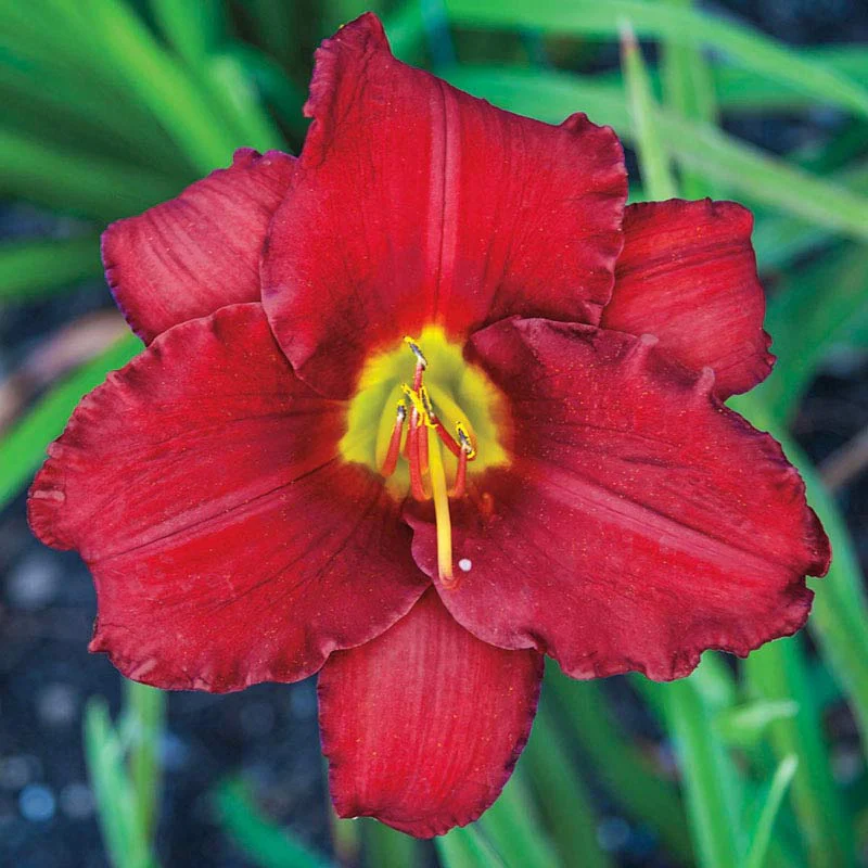 Red Razzmatazz Daylily - Image 2