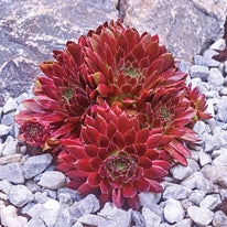 Red Rubin Hens And Chicks - Image 2