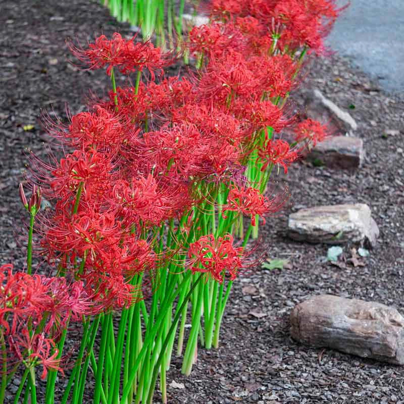 Red Spider Lily - Image 2