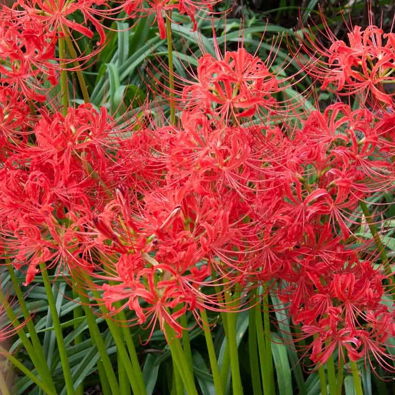 Red Spider Lily - Image 3