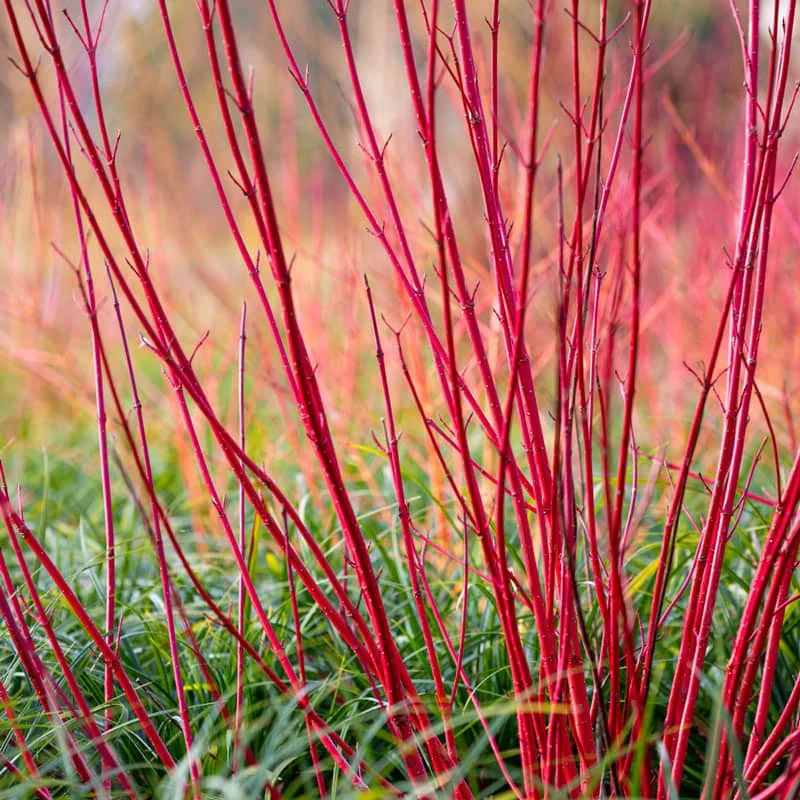 Red Twig Dogwood Hedge