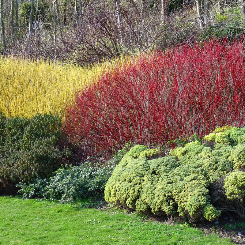 Red Twig Dogwood Hedge - Image 2