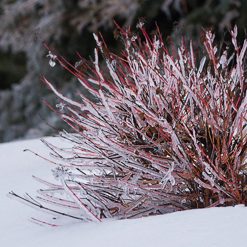 Red Twig Dogwood Hedge - Image 3