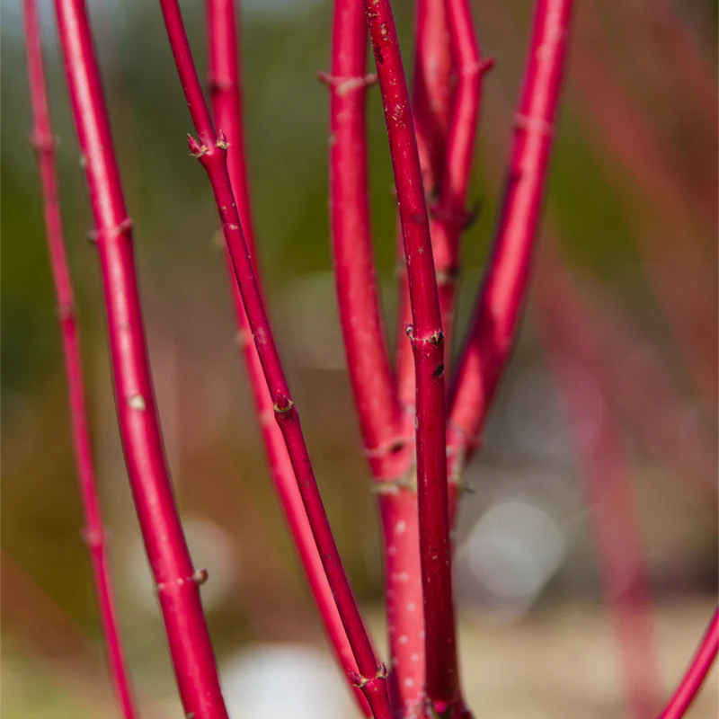 Red Twig Dogwood Hedge - Image 4