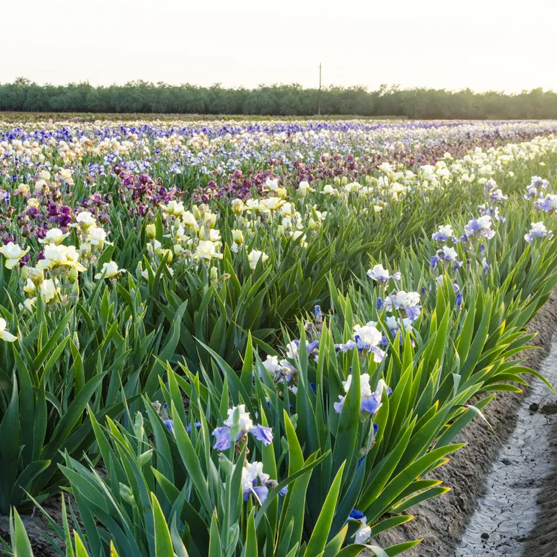 Repertoire Bearded Iris - Image 2