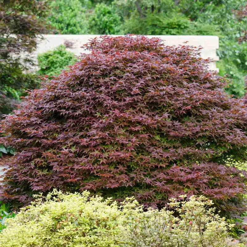 Rhode Island Red Japanese Maple