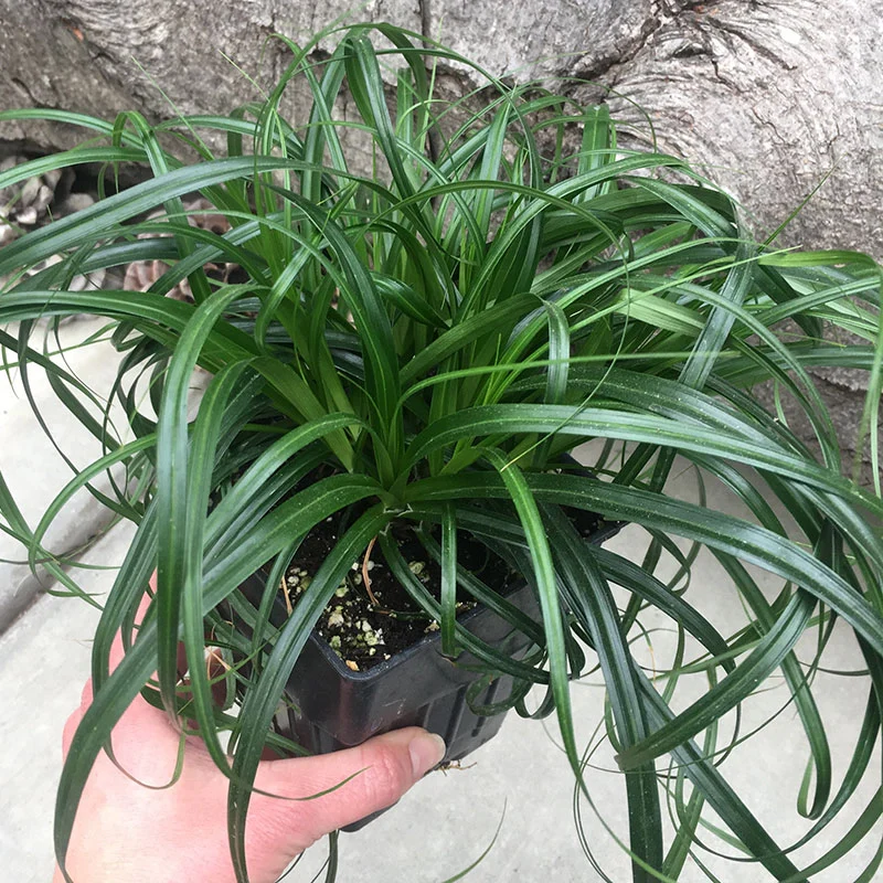 Ribbon Falls Sedge - Image 2