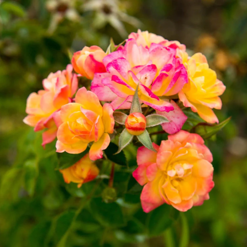 Rio Samba Hybrid Tea Rose - Image 3